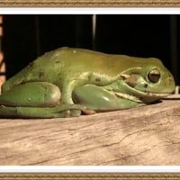 FRAMED FROGS