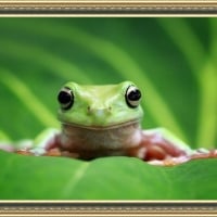 FRAMED FROGS