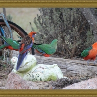 FRAMED BIRDS