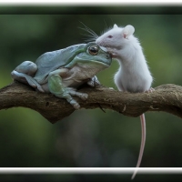 FRAMED FROGS