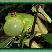 FRAMED FROGS