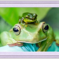 FRAMED FROGS