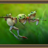 FRAMED FROGS