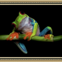 FRAMED FROGS