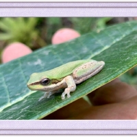 FRAMED FROGS