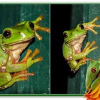 FROG COLLAGE