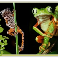 FROG COLLAGE