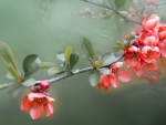 Spring Quince