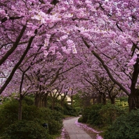 Pink trees