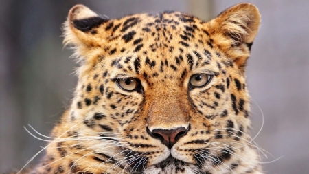 Leopard - leopard, feline, wild animals, wild, wallpaper, animals, wildlife