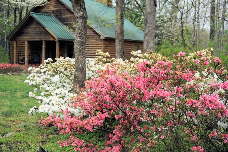 Spring Cabin in Smoky Mountains - usa, trees, blossoms, Tennessee, forest