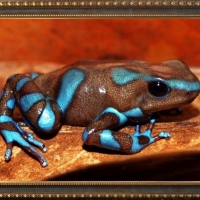 FRAMED FROGS