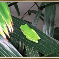 FRAMED FROGS