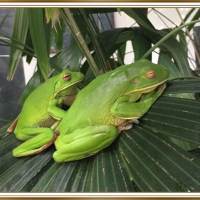 FRAMED FROGS