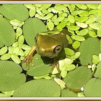 FRAMED FROGS