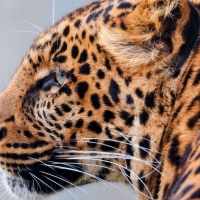 Leopard face