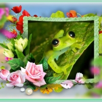 FRAMED FROGS