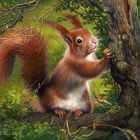 Squirrel