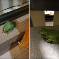 FROG COLLAGE