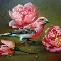 Pink Finch