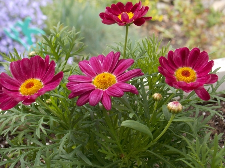 Pink Daisy - group, daisy, sunny, pink