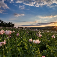 Dawn on poppy field