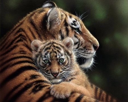 :) - animal, cub, collin bogle, cute, tigru, mother, tiger