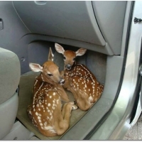 DEER'S IN A CAR