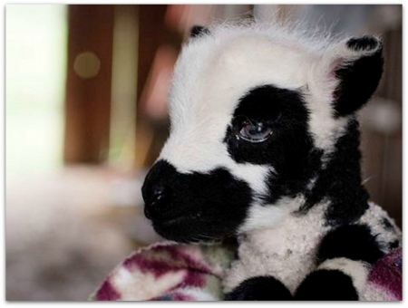 GOAT IN A BLANKET - BLANKET, IMAGE, NATURE, GOAT