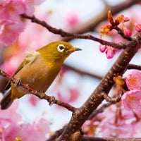 Siskin on a cherry tree