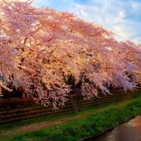 Spring in Japan