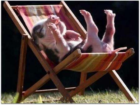 PIGLET ON A CHAIR - IMAGE, CHAIR, NATURE, PIGLET