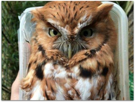 OWL IN A CONTAINER