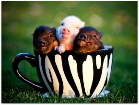 PIGLETS IN A CUP - IMAGE, NATURE, CUUP, PIGLETS