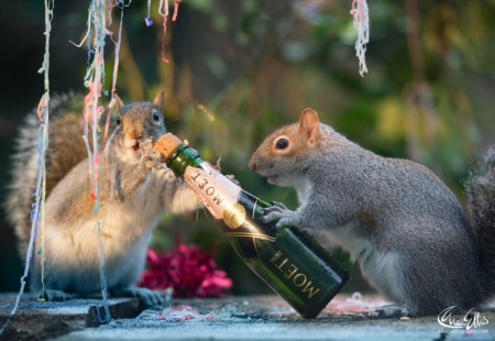 :D - animal, bottle, funny, max ellis, new year, squirrel, veverita