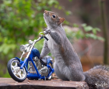 :) - blue, funny, max ellis, motorcyle, squirrel, veverita
