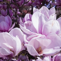 Magnolias