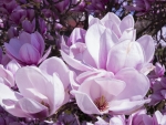 Magnolias