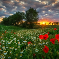 Poppy field at sunset