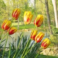 Tulips