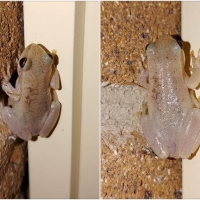 FROG COLLAGE