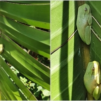 FROG COLLAGE