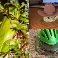 FROG COLLAGE