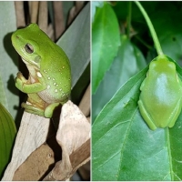 FROG COLLAGE