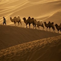 Sand dune and camels