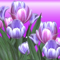 Tulips On Gradient