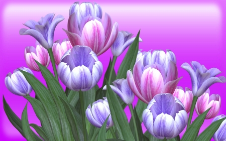 Tulips On Gradient