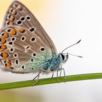 Butterfly on the grass