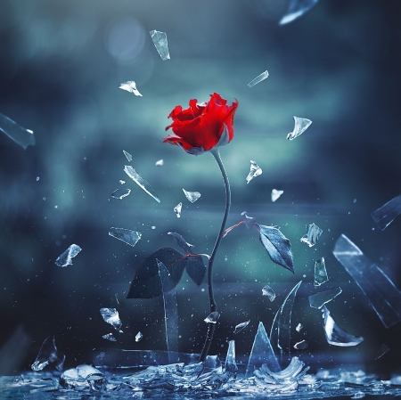 â™¥ - abstract, flower, red, rose
