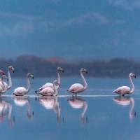 Flamingos